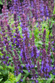 Ziersalbei, Salvia nemorosa 'Merleau Blue'