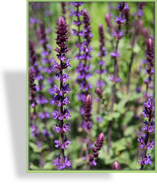 Ziersalbei, Salvia nemorosa 'Ostfriesland'