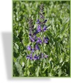 Ziersalbei, Salvia nemorosa 'Rügen'