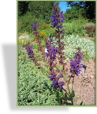 Ziersalbei, Salvia nemorosa 'Viola Klose'