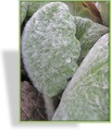 Ziersalbei, Silberblatt-Salbei, Salvia argentea