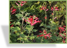 Ziersalbei, Honigmelonensalbei, Salvia elegans 'Mello'