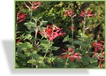 Ziersalbei, Honigmelonensalbei, Salvia elegans 'Mello'