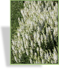 Ziersalbei, Salvia nemorosa 'Adrian'