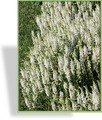 Ziersalbei, Salvia nemorosa 'Adrian'