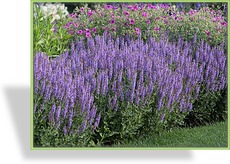 Ziersalbei, Salvia nemorosa 'Blauhügel'