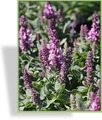 Ziersalbei, Salvia nemorosa 'Merleau Rose'