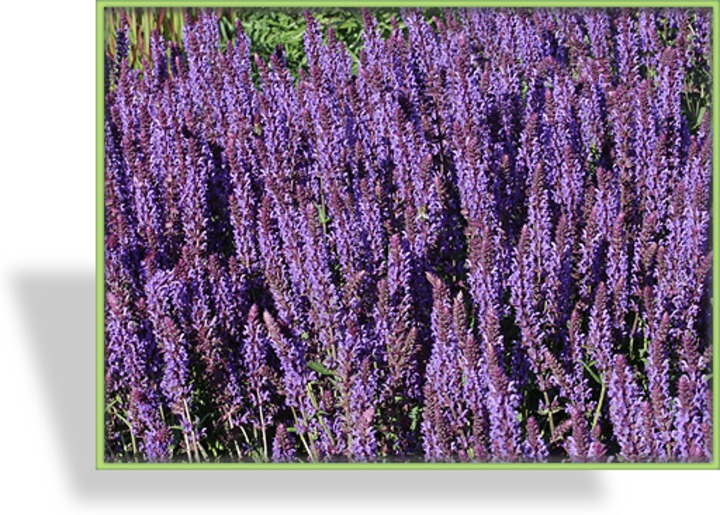 Ziersalbei, Salvia nemorosa 'Negrito'