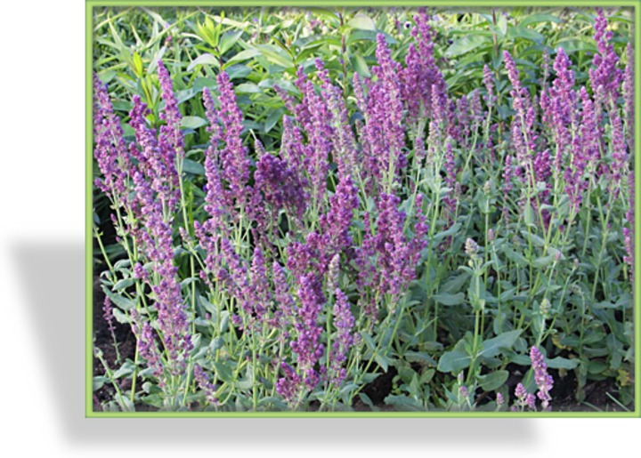 Ziersalbei, Salvia nemorosa 'Pusztaflamme'