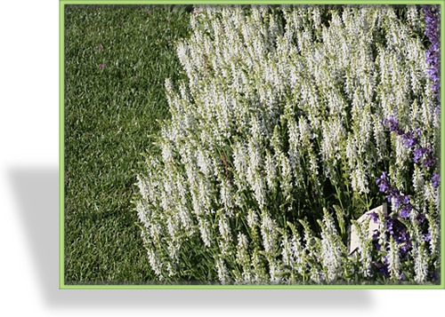 Ziersalbei, Salvia nemorosa 'Schneehügel'