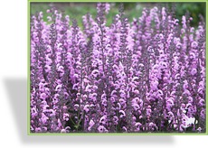Ziersalbei, Salvia nemorosa 'Pink Delight'
