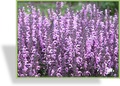 Ziersalbei, Salvia nemorosa 'Pink Delight'