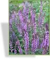 Ziersalbei, Salvia nemorosa 'Amethyst'