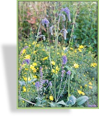 Ziersalbei, Salvia Hybride 'Saxdorf'