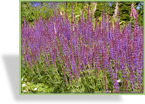 Ziersalbei, Salvia nemorosa 'Jan Spruyt'