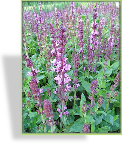 Ziersalbei, Salvia nemorosa 'New Dimension Rose'