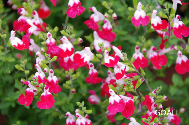 Mexikanischer Salbei, Salvia microphylla 'Little Kiss'