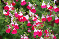 Mexikanischer Salbei, Salvia microphylla 'Little Kiss'
