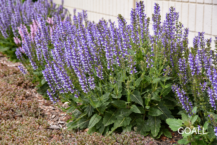 Blüten-Salbei, Salvia nemorosa C.Sp. 'Azure Snow'