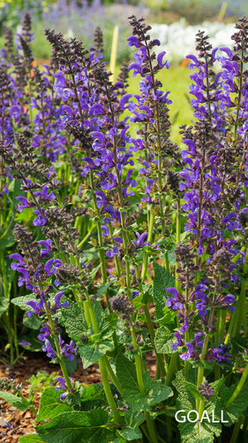 Wiesen-Salbei, Salvia pratensis Fash. 'Midnight Model'