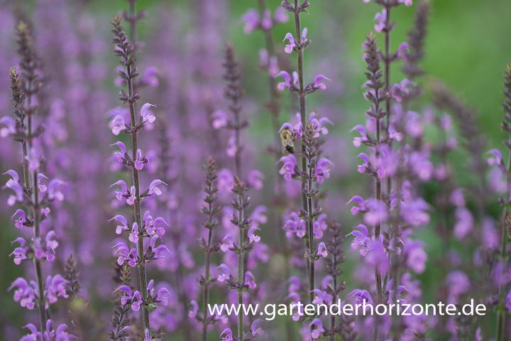 Wiesen-Salbei, Salvia pratensis 'Serenade'