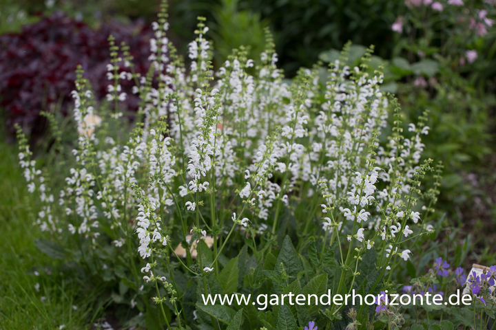 Wiesen-Salbei, Salvia pratensis 'Swan Lake'