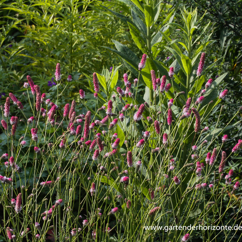 Wiesenknopf, Großer Wiesenknopf, Sanguisorba officinalis 'Pink Tanna'