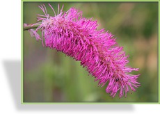 Wiesenknopf, Großer Wiesenknopf, Sanguisorba obtusa