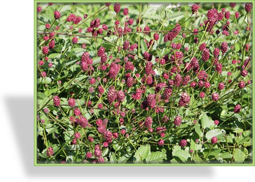 Wiesenknopf, Großer Wiesenknopf, Sanguisorba officinalis 'Tanna'