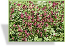 Wiesenknopf, Großer Wiesenknopf, Sanguisorba officinalis 'Tanna'