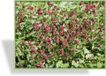 Wiesenknopf, Großer Wiesenknopf, Sanguisorba officinalis 'Tanna'