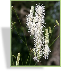 Wiesenknopf, Großer Wiesenknopf, Sanguisorba tenuifolia 'Albiflora'