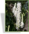 Wiesenknopf, Großer Wiesenknopf, Sanguisorba tenuifolia 'Albiflora'