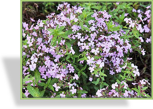 Seifenkraut, Saponaria sicula var intermedia