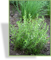 Bohnenkraut