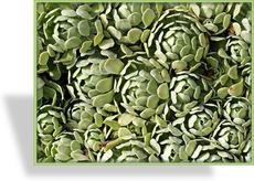 Steinbrech, Krustensteinbrech, Saxifraga apiculata 'Gregor Mendel'