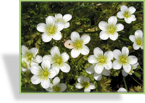 Steinbrech, Krustensteinbrech, Saxifraga paniculata