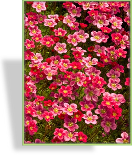 Steinbrech, Moossteinbrech, Saxifraga arendsii 'Blütenteppich'
