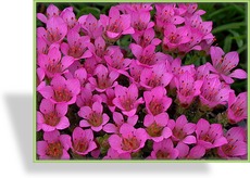 Steinbrech, Moossteinbrech, Saxifraga arendsii 'Rosenzwerg'