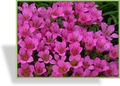 Steinbrech, Moossteinbrech, Saxifraga arendsii 'Rosenzwerg'