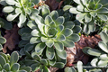 Steinbrech, Rosettensteinbrech, Saxifraga cotyledon 'Southside Seedling'