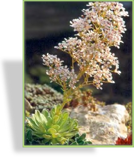 Steinbrech, Rosettensteinbrech, Saxifraga cotyledon 'Pyramidalis'