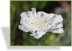 Skabiose, Kaukasus-Skabiose, Scabiosa caucasica 'Perfecta Alba'