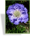 Skabiose, Kaukasus-Skabiose, Scabiosa caucasica 'Perfecta'