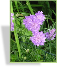 Skabiose, Taubenskabiose, Scabiosa columbaria 'Pink Mist'