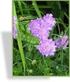 Skabiose, Taubenskabiose, Scabiosa columbaria 'Pink Mist'