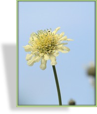 Skabiose, Gelbe Skabiose, Scabiosa ochroleuca