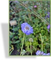 Skabiose, Kaukasus-Skabiose, Scabiosa caucasica 'Blauer Atlas'