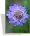 Skabiose, Tauben-Skabiose, Scabiosa columbaria 'Nana'