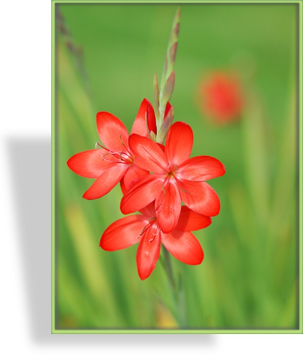 Spaltgriffel, Schizostylis coccinea